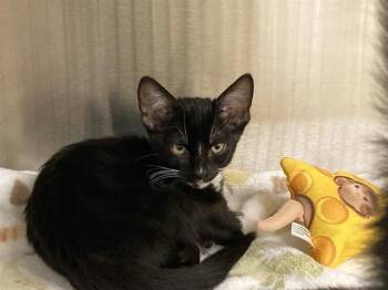 STUART -  Domestic Short Hair Cat for Adoption in Tustin, California - STUART | PetCurious