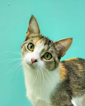 Domestic Short Hair Cats Available for Adoption in Chicago, Illinois - Ginger | PetCurious