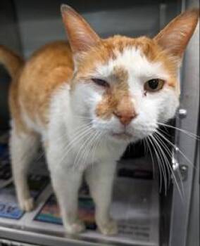 Duncan -  Domestic Short Hair Cat for Adoption in Herndon, Virginia - Duncan | PetCurious