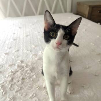 Culvers -  Domestic Short Hair Cat for Adoption in Tulsa, Oklahoma - Culvers | PetCurious