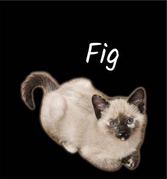Fig -  Domestic Short Hair Cat for Adoption in Auburn, California - Fig | PetCurious
