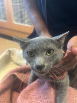 Rescue Domestic Short Hair Cats for Adoption in Chamblee, Georgia - Tommy Pickles | PetCurious