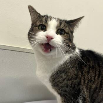 Dani 2 -  Domestic Short Hair Cat for Adoption in Tampa, Florida - Dani 2 | PetCurious
