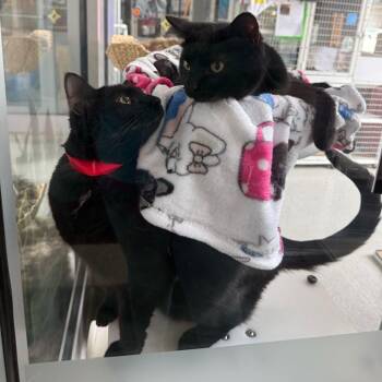 Domestic Short Hair Cats Available for Adoption in Matteson, Illinois - Dr. Finkelstein | PetCurious