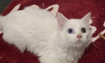 Nimbus -  Domestic Medium Hair Cat for Adoption in Versailles, Kentucky - Nimbus | PetCurious