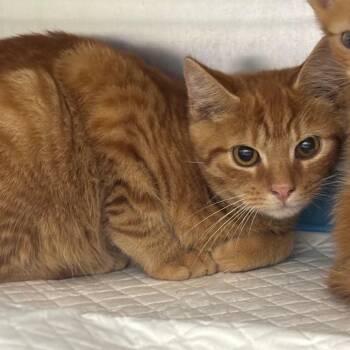 Professor Kip -  Domestic Short Hair Cat for Adoption in Corbin, Kentucky - Professor Kip | PetCurious