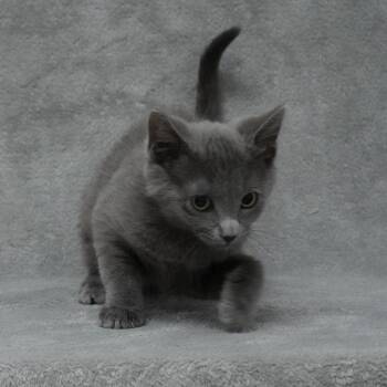 Domestic Short Hair and Russian Blue Cats Available for Adoption in Sunnyvale, California - Manhattan | PetCurious