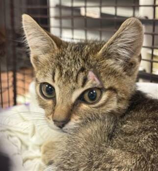 A928279 -  Domestic Short Hair Cat for Adoption in Sacramento, California - A928279 | PetCurious