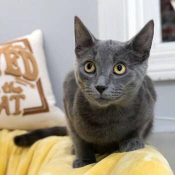 Smoke -  Domestic Short Hair Cat for Adoption in Mckean, Pennsylvania - Smoke | PetCurious
