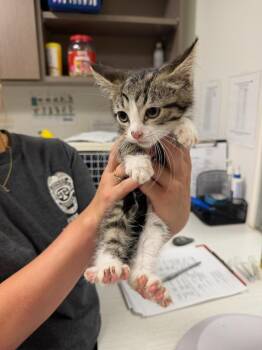 Hangman -  Domestic Medium Hair Cat for Adoption in Greenfield, Indiana - Hangman | PetCurious