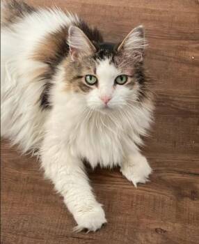 Rescue Domestic Long Hair Cats for Adoption in Nashville, Tennessee - Willow | PetCurious