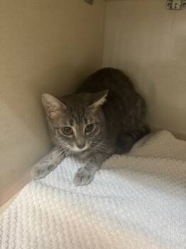 Rescue Domestic Short Hair Cats for Adoption in Winnipeg, Manitoba - Momo | PetCurious