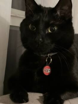 Rescue Domestic Short Hair Cats for Adoption in Springfield, Missouri - Alex | PetCurious