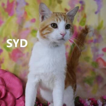 Syd -  Domestic Short Hair Cat for Adoption in Yuma, Arizona - Syd | PetCurious