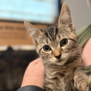 Pugsley Addams -  Domestic Short Hair Cat for Adoption in Delaware, Ohio - Pugsley Addams | PetCurious
