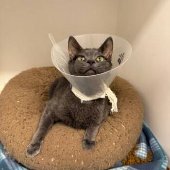 Lint -  Domestic Short Hair Cat for Adoption in Janesville, Wisconsin - Lint | PetCurious