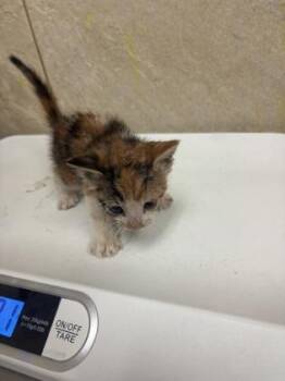 Callie -  Domestic Short Hair Cat for Adoption in Honolulu, Hawaii - Callie | PetCurious