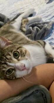 Rescue Domestic Short Hair Cats for Adoption in Sugar Land, Texas - Stark (Your Hero) | PetCurious
