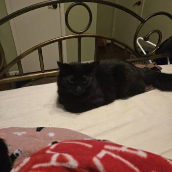 Molly -  Domestic Medium Hair Cat for Adoption in Baytown, Texas - Molly | PetCurious