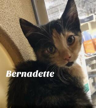 Rescue Domestic Short Hair Cats for Adoption in Owasso, Oklahoma - Bernadette | PetCurious