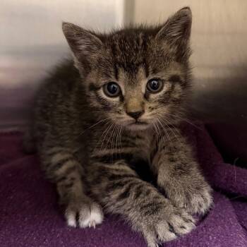Clover -  Domestic Short Hair Cat for Adoption in Cody, Wyoming - Clover | PetCurious