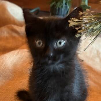 Rescue Domestic Short Hair Cats for Adoption in Rochester, Minnesota - Charlie | PetCurious