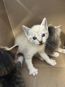 PEPPER JACKIE -  Domestic Short Hair Cat for Adoption in San Antonio, Texas - PEPPER JACKIE | PetCurious