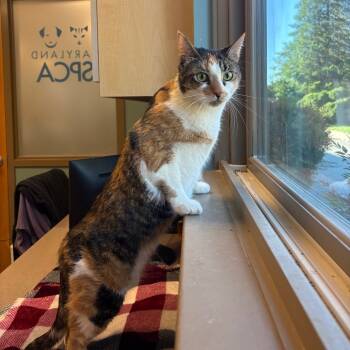 Rescue Domestic Short Hair Cats for Adoption in Baltimore, Maryland - Heavy Sweetness | PetCurious