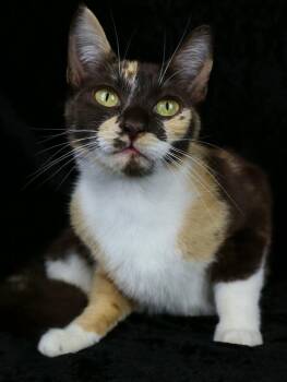 Praline -  Calico Cat Available for Adoption in Lewisburg, Tennessee - Praline | PetCurious