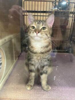 Express -  Torbie Cat for Adoption in Farmland, Indiana - Express | PetCurious