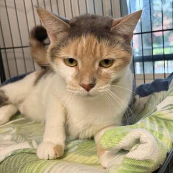 Bahama Mama -  Domestic Short Hair Cat for Adoption in East Hampton, New York - Bahama Mama | PetCurious