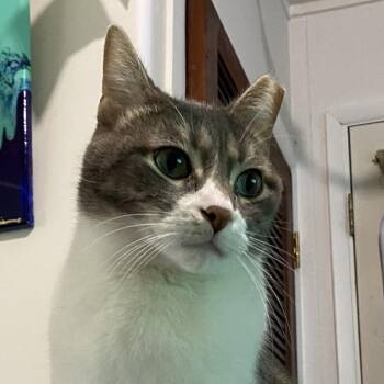 Oliver -  Domestic Short Hair Cat for Adoption in Bristol, Indiana - Oliver | PetCurious