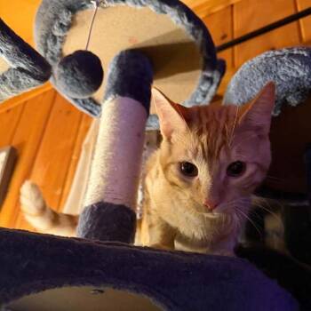 Oliver -  Domestic Short Hair Cat for Adoption in Candler, North Carolina - Oliver | PetCurious