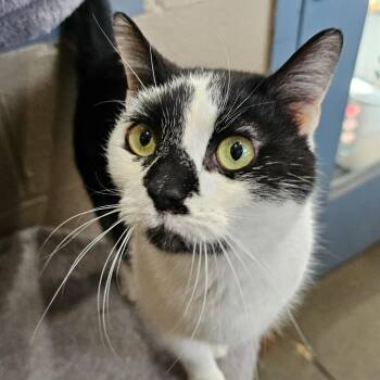 Domestic Short Hair Cats Available for Adoption in Versailles, Kentucky - Lumi | PetCurious