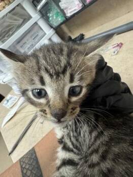 Domestic Short Hair Cats Available for Adoption in Farmers Branch, Texas - Susie | PetCurious