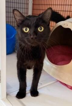 Eclipse -  Domestic Short Hair Cat Available for Adoption in Seal Beach, California - Eclipse | PetCurious