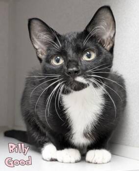 Billy Good -  Domestic Short Hair Cat for Adoption in Mason, Michigan - Billy Good | PetCurious