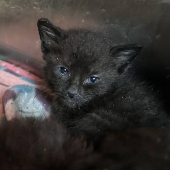 Strawberry -  Domestic Short Hair Cat for Adoption in Enterprise, Alabama - Strawberry | PetCurious