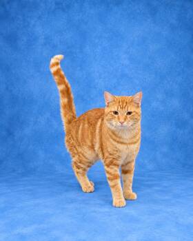 Abraham -  Domestic Short Hair Cat for Adoption in Heber Springs, Arkansas - Abraham | PetCurious