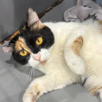 Domestic Short Hair Cats Available for Adoption in Concord, New Hampshire - Adria | PetCurious