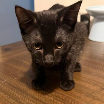 Behind Closed Doors -  Domestic Short Hair Cat for Adoption in Fredericksburg, Virginia - Behind Closed Doors | PetCurious