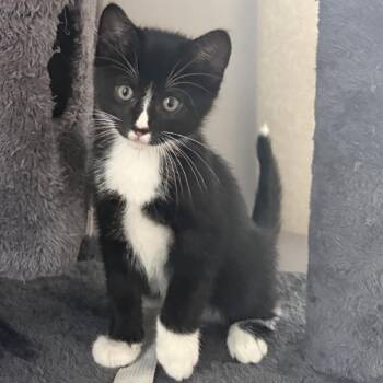 Beesly C12161 -  Domestic Short Hair Cat for Adoption - Beesly C12161 | PetCurious