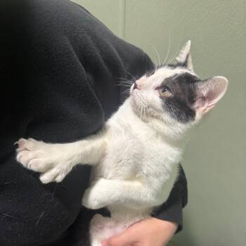 POLLY -  Domestic Short Hair and Extra Toes Cat Hemingway Polydactyl Cat for Adoption in Kyle, Texas - POLLY | PetCurious