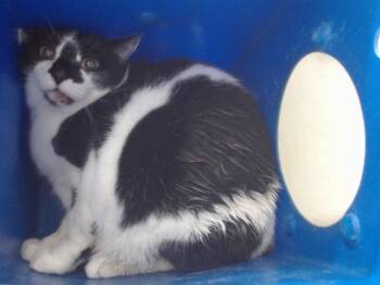 Rescue Domestic Short Hair Cats for Adoption in Orlando, Florida - OREO | PetCurious