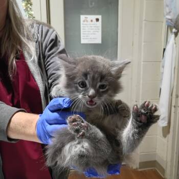 Rescue Domestic Medium Hair Cats for Adoption in Milton, Florida - SAS-A-86792 | PetCurious