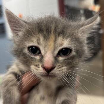 Domestic Short Hair Cats Available for Adoption in Saint Joseph, Missouri - Peru | PetCurious