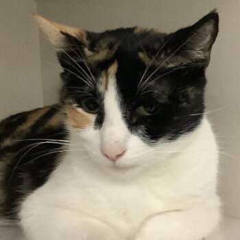 Clementine (queen) -  Domestic Short Hair Cat for Adoption in Redwood City, California - Clementine (queen) | PetCurious