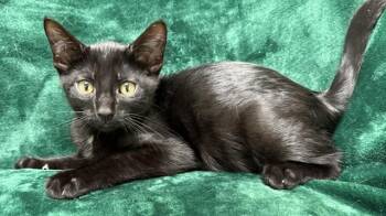 Mork -  Domestic Short Hair Cat for Adoption in Gary, Indiana - Mork | PetCurious