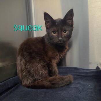 Squeak -  Domestic Short Hair Cat for Adoption in Parkersburg, West Virginia - Squeak | PetCurious