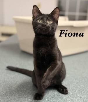 Fiona -  Domestic Short Hair Cat for Adoption in Pawleys Island, South Carolina - Fiona | PetCurious